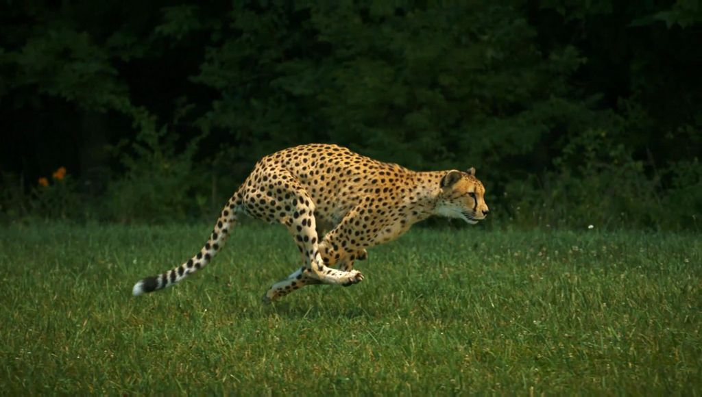 Sarah, fastest cheetah running.